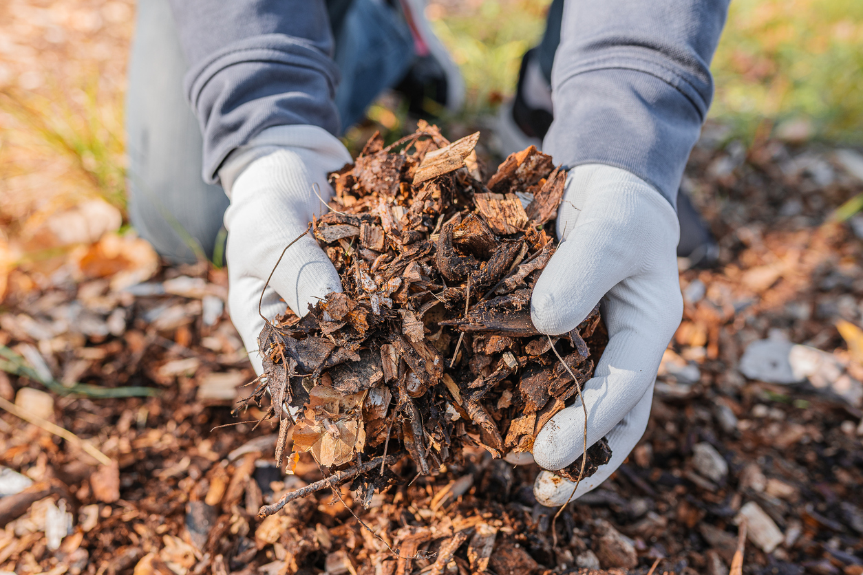 Person's hands holding fall leaves as an addition for his garden soil enrichment.