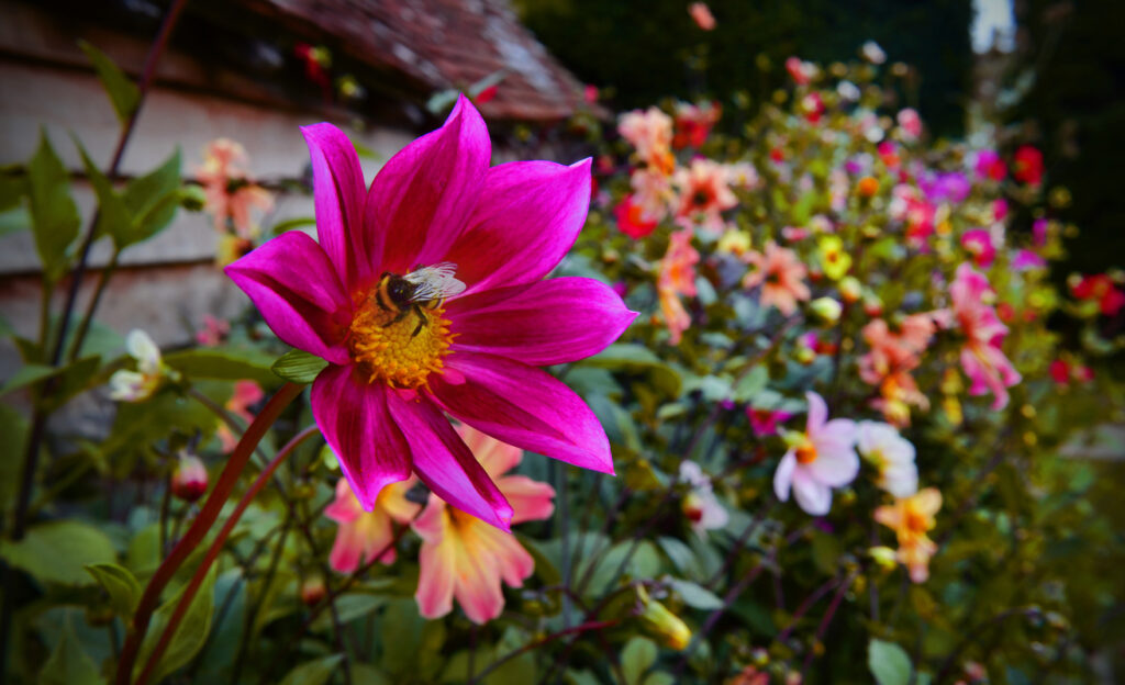 colorful-flowers-in-a-garden