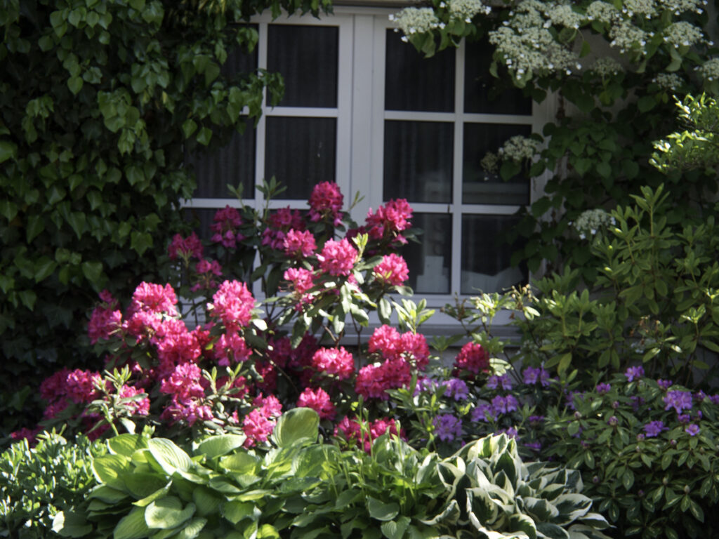 flower-bushes-on-window-in-a-garden