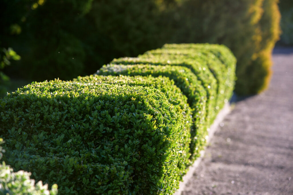 trimmed-shrub-fence-in-a-garden-curb-appeal-concept